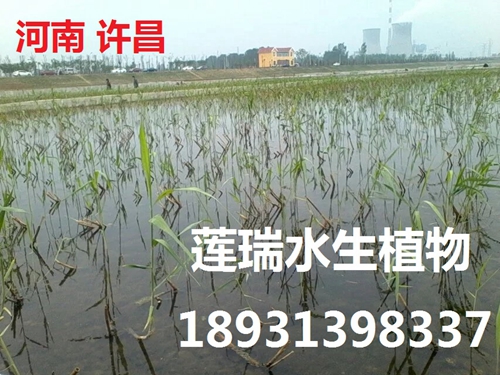 河南许昌市水生植物净化工程